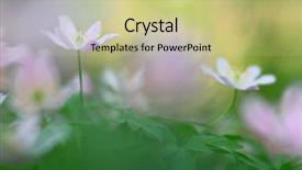  Presentation with blurred flowers - Beautiful presentation featuring white spring flowers wood anemone backdrop and a mint green colored foreground