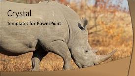  Presentation with square - Slide deck consisting of oaks - dry oak leaves background and a light blue colored foreground