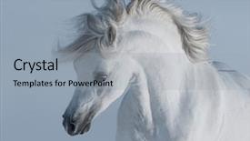  Presentation with stallion - Presentation design consisting of white stallion close up background and a light gray colored foreground