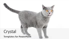  Presentation with alert - Audience pleasing PPT layouts consisting of white standing alert full body backdrop and a light gray colored foreground