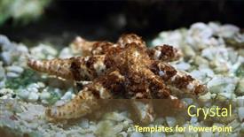  Presentation with starfish - Audience pleasing theme consisting of white-starfish-coscinasterias-tenuispina backdrop and a tawny brown colored foreground