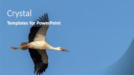  Presentation with pediatric dentistry aesthetic early education - PPT theme featuring white-stork-ciconia-ciconia-early background and a teal colored foreground