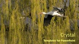  Presentation with early adulthood - Presentation theme featuring white-stork-ciconia-ciconia-early background and a tawny brown colored foreground