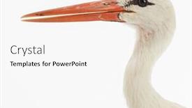  Presentation with white - Slide deck featuring white-stork-ciconia-ciconia-isolated background and a white colored foreground