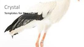  Presentation with blank whiteboard isolated on white - Audience pleasing PPT theme consisting of white-stork-ciconia-ciconia-isolated backdrop and a white colored foreground