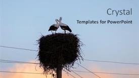  Presentation with essence - PPT layouts with white-stork-couple-building background and a  colored foreground