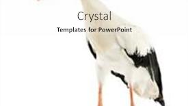  Presentation with walking - Slide deck having white-stork-walking-ciconia-ciconia background and a white colored foreground