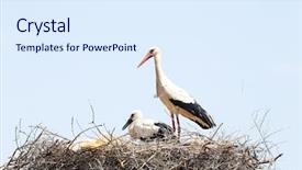  Presentation with baby - Presentation theme with white stork with her baby background and a sky blue colored foreground