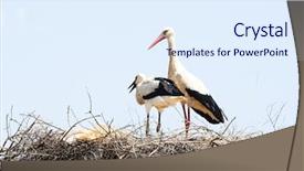  Presentation with preterm baby - Colorful presentation enhanced with white stork with her baby backdrop and a sky blue colored foreground