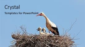  Presentation with textile industry white - Slide deck featuring white stork with their young background and a light blue colored foreground