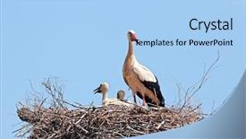  Presentation with abused baby - Slides enhanced with white stork with young baby background and a light blue colored foreground