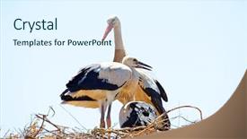  Presentation with premature baby - Cool new presentation theme with white stork with young baby backdrop and a sky blue colored foreground