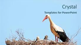  Presentation with baby boomer - Presentation theme featuring white storks with young baby background and a sky blue colored foreground