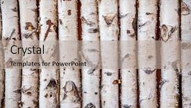  Presentation with white birch tree - Presentation theme consisting of white straight line background - birch trees background and a mint green colored foreground