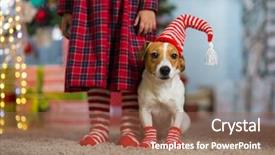  Presentation with dog christmas - PPT theme having white striped socks celebrating christmas background and a coral colored foreground