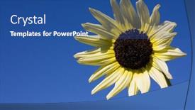  Presentation with deep blue - Slide set with white sunflower shot against a deep blue summer sky background and a ocean colored foreground