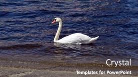  Presentation with opera - Colorful slide deck enhanced with white-swan-in-the-bay backdrop and a dark gray colored foreground