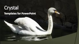  Presentation with dark blue black slate - Presentation theme consisting of white swan on a black background and a dark gray colored foreground
