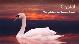  Presentation with pond - Cool new PPT theme with white swan swimming backdrop and a red colored foreground