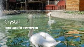  Presentation with park - Amazing PPT theme having white swans in kugulu park backdrop and a gray colored foreground