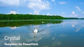  Presentation with clean water - Beautiful PPT theme featuring white-swans-swimming-on-peaceful backdrop and a teal colored foreground
