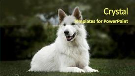  Presentation with work anniversary 7 years - Slide deck having white swiss shepherd 3 years background and a tawny brown colored foreground