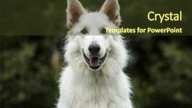  Presentation with anniversary 30 years - Audience pleasing PPT theme consisting of white swiss shepherd 3 years backdrop and a tawny brown colored foreground