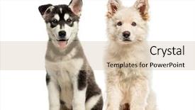  Presentation with jesus shepherd - Presentation design having white swiss shepherd puppy husky background and a soft green colored foreground