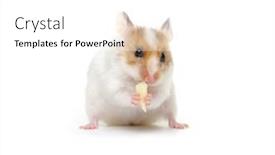  Presentation with food white - Presentation theme with white-syrian-hamster-eating-holding background and a white colored foreground