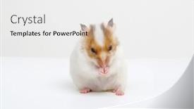  Presentation with food white - Theme with white-syrian-hamster-eating-holding background and a white colored foreground