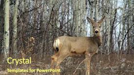  Presentation with deer - Cool new presentation theme with white tail deer in brush backdrop and a violet colored foreground