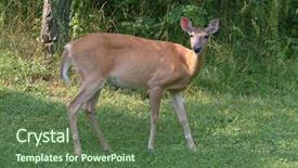  Presentation with deer - Beautiful theme featuring white tail deer in grass backdrop and a  colored foreground