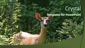  Presentation with deer - Amazing presentation design having white-tail-deer-in-grass backdrop and a  colored foreground