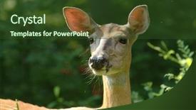  Presentation with deer - PPT theme featuring white tail deer in grass background and a  colored foreground