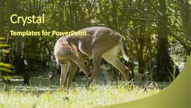  Presentation with deer - Theme having white tail deer in grass background and a  colored foreground