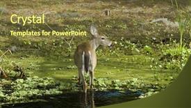  Presentation with deer - Presentation theme enhanced with white tail deer in lake background and a  colored foreground