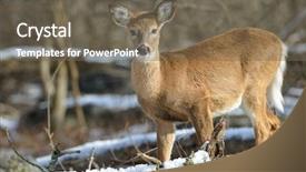  Presentation with winter forest - Presentation theme enhanced with white tail deer in winter background and a violet colored foreground