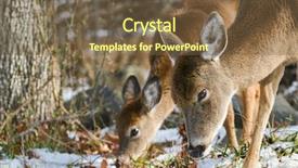  Presentation with forest winter - Amazing PPT theme having white tail deer in winter backdrop and a tawny brown colored foreground