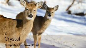  Presentation with winter forest - Beautiful presentation theme featuring white tail deer in winter backdrop and a coral colored foreground