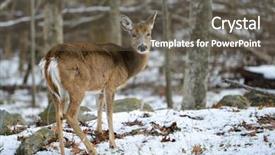  Presentation with winter evergreen forest - Cool new presentation design with white tail deer in winter backdrop and a gray colored foreground