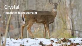  Presentation with forest winter - Audience pleasing PPT layouts consisting of white tail deer in winter backdrop and a gray colored foreground
