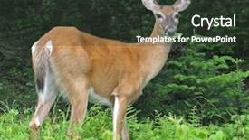  Presentation with fall leaves border white - Colorful theme enhanced with white-tail deer munching leaves backdrop and a tawny brown colored foreground