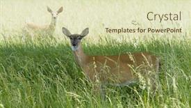  Presentation with deer - Presentation having white-tail-deer-two background and a  colored foreground
