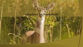  Presentation with white - Beautiful slide deck featuring white-tail-doe-odocoilus-virginianus backdrop and a gold colored foreground