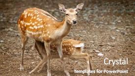  Presentation with nursing - Audience pleasing presentation consisting of white tailed deer - doe nursing her young fawn backdrop and a coral colored foreground