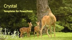 Presentation with deer - Theme enhanced with white tailed deer - twin fawns with doe background and a tawny brown colored foreground