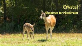  Presentation with deer - Cool new presentation design with white-tailed-deer-doe backdrop and a tawny brown colored foreground