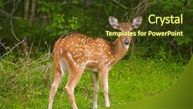  Presentation with whitetail deer - PPT theme consisting of white-tailed deer fawn yala background and a tawny brown colored foreground