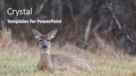  Presentation with deer - Presentation having white-tailed-deer-fawn background and a dark gray colored foreground