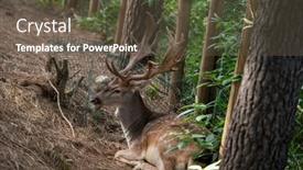  Presentation with deer - Presentation theme featuring white-tailed-deer-fawn background and a tawny brown colored foreground